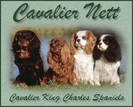 Cavalier Nett - Norway